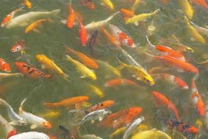 Japan koi fish or Fancy Carp swimming in a black pond fish pond. Popular pets for relaxation and feng shui meaning. Popular pets among people. photo