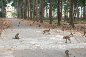 Monkey waiting to eat from tourists photo