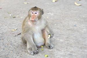 Monkey waiting to eat from tourists photo