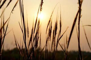 Silhouette flowers grass sunset background photo