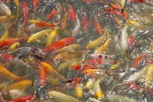 Japan koi fish or Fancy Carp swimming in a black pond fish pond. Popular pets for relaxation and feng shui meaning. Popular pets among people. photo