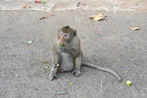 Monkey waiting to eat from tourists photo