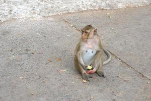 Monkey waiting to eat from tourists photo