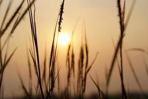 Silhouette flowers grass sunset background photo