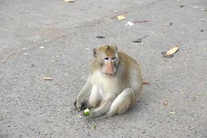 Monkey waiting to eat from tourists photo