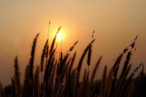 Silhouette flowers grass sunset background photo