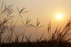 Silhouette flowers grass sunset background photo