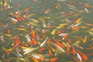 Japan koi fish or Fancy Carp swimming in a black pond fish pond. Popular pets for relaxation and feng shui meaning. Popular pets among people. photo