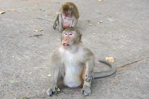 Monkey waiting to eat from tourists photo