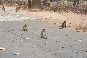 Monkey waiting to eat from tourists photo