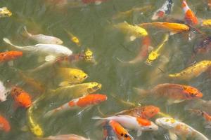 Japan koi fish or Fancy Carp swimming in a black pond fish pond. Popular pets for relaxation and feng shui meaning. Popular pets among people. photo