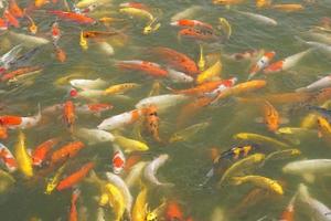 Japan koi fish or Fancy Carp swimming in a black pond fish pond. Popular pets for relaxation and feng shui meaning. Popular pets among people. photo