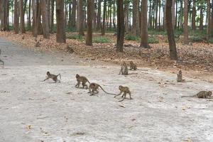 Monkey waiting to eat from tourists photo