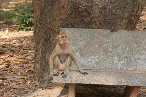 Monkey waiting to eat from tourists photo