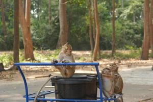 Monkey waiting to eat from tourists photo