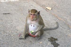 Monkey waiting to eat from tourists photo