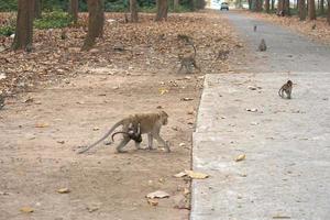 Monkey waiting to eat from tourists photo