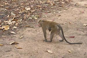 Monkey waiting to eat from tourists photo