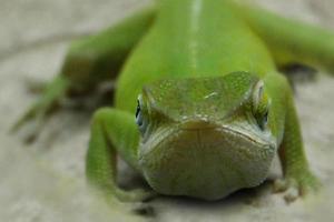 Iguana is a genus of lizard that lives in the tropics. Anolis carolinensis or green anole is a species of tree-dwelling anole lizard, macro lizard, macro iguana, nature photo