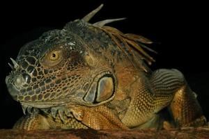 iguana es un género de lagartija ese vive en el zona tropical. anolis carolinensis o verde anolis es un especies de árbol-vivienda anolis lagarto, macro lagarto, macro iguana, naturaleza foto