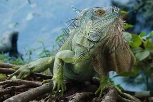 Iguana is a genus of lizard that lives in the tropics. Anolis carolinensis or green anole is a species of tree-dwelling anole lizard, macro lizard, macro iguana, nature photo