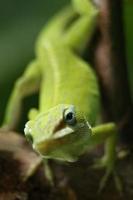 Iguana is a genus of lizard that lives in the tropics. Anolis carolinensis or green anole is a species of tree-dwelling anole lizard, macro lizard, macro iguana, nature photo