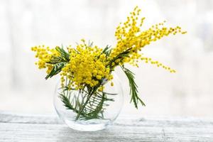 Beautiful yellow mimosa flower blossom in glass vase in spring time photo