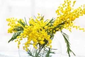 Beautiful yellow mimosa flower blossom in glass vase in spring time photo