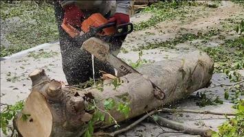 lenhador corte madeira a partir de árvore tronco hd vídeo. homem serrar madeiras usando motosserra hd vídeo video