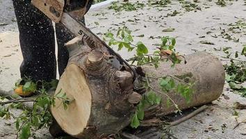 Lumberjack Cutting Wood From Tree Trunk HD Video. Man Sawing Woods Using Chainsaw HD Video