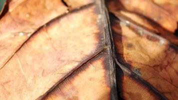 Fallen dry leaves on ground close up video