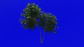 Tree Animation - Black Elderberry - Sambucus nigra - Green Screen Chroma key - Green 1a