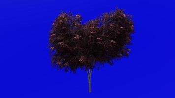 Tree Animation - Black Elderberry - Sambucus nigra - Green Screen Chroma key - Red 2a video