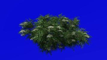 árbol animación - negro saúco - sambucus nigra - verde pantalla croma llave - verde 4a video