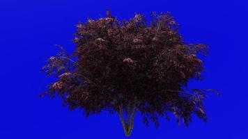 árbol animación - negro saúco - sambucus nigra - verde pantalla croma llave - rojo 3b