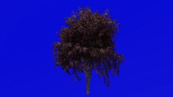 Tree Animation - Black Elderberry - Sambucus nigra - Green Screen Chroma key - Red Berries 2a