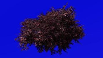 árbol animación - negro saúco - sambucus nigra - verde pantalla croma llave - rojo 4a
