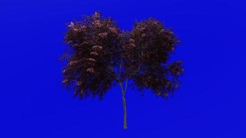 árbol animación - negro saúco - sambucus nigra - verde pantalla croma llave - rojo 1a