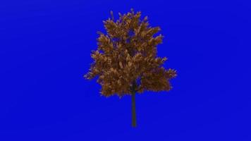 árvore animação - europeu cinza - fraxinus Excelsior - verde tela croma chave - pequeno 1a outono video