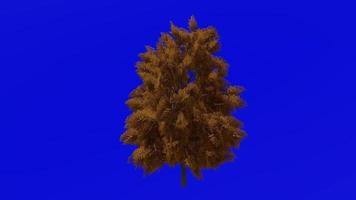 Tree Animation - European Ash - Fraxinus excelsior - Green Screen Chroma key - Medium 1b Fall video