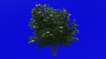 träd animering - svart fläder - sambucus nigra - grön skärm krom nyckel - grön 3b video