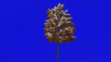 árbol animación - europeo ceniza - fraxinus virutas de embalaje - verde pantalla croma llave - medio 1a invierno video