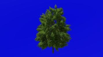 boom animatie - Europese as - fraxinus Overwinnen - groen scherm chroma sleutel - medium 1b zomer video