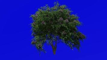 árbol animación - negro saúco - sambucus nigra - verde pantalla croma llave - verde bayas 1a