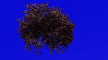 boom animatie - zwart vlierbes - sambucus nigra - groen scherm chroma sleutel - rood bessen 1b