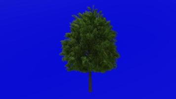 Baum Animation - - europäisch Asche - - Fraxinus Holzwolle - - Grün Bildschirm Chroma Schlüssel - - groß 1b Sommer- video