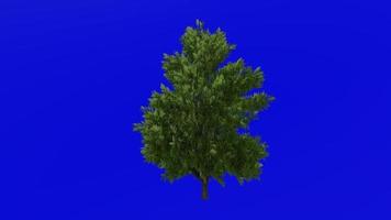 Baum Animation - - europäisch Asche - - Fraxinus Holzwolle - - Grün Bildschirm Chroma Schlüssel - - klein 1b Sommer- video