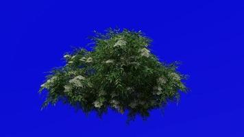 árbol animación - negro saúco - sambucus nigra - verde pantalla croma llave - verde 4b