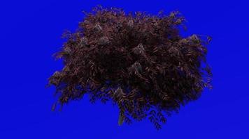 boom animatie - zwart vlierbes - sambucus nigra - groen scherm chroma sleutel - rood bessen 1a