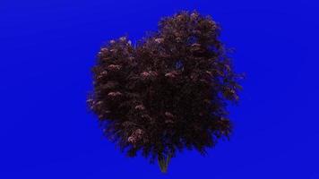 árbol animación - negro saúco - sambucus nigra - verde pantalla croma llave - rojo 3a video